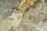 Polished, Jurassic Petrified Tree Fern (Osmunda) Slab - Australia #185185-1